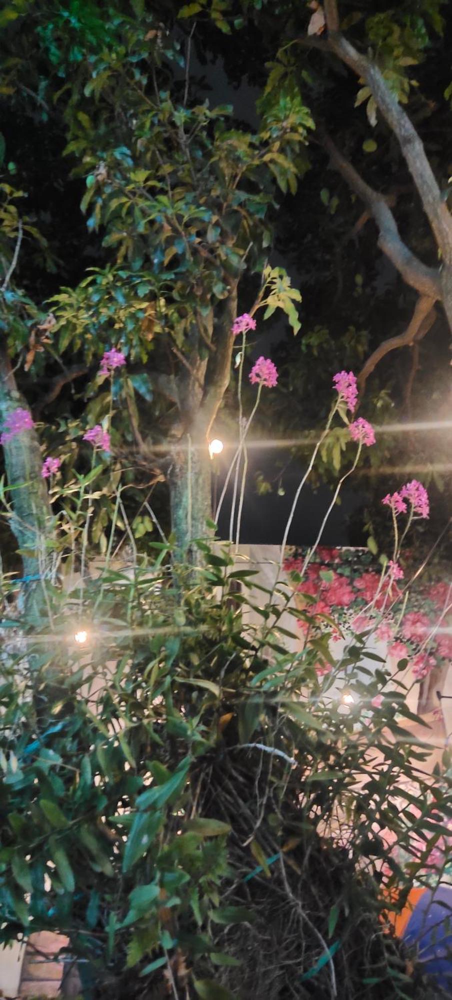 Daun-daun Syariah * Bandung